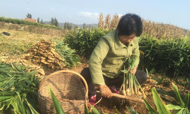 选择合适农作物种植的关键因素（探讨气候）